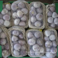 2015 High Quality Red Solo Garlic (4.5cm and up)